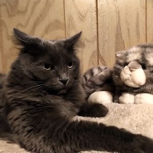 Meet your Posher, Monique